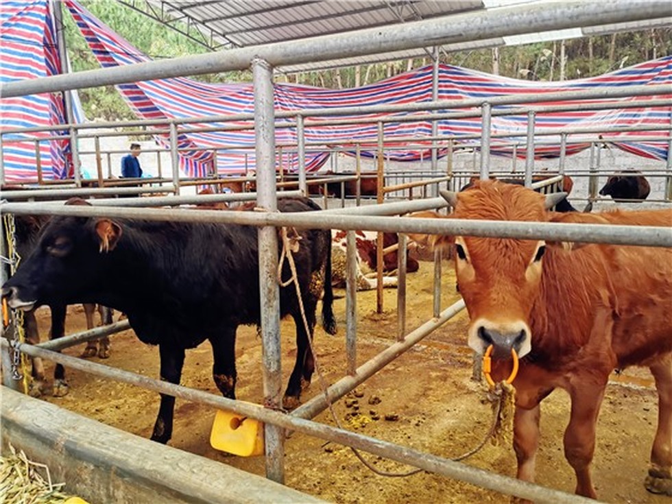 【图片背后的扶贫故事】赵书良一行赴广西马山县扶贫攻坚调研