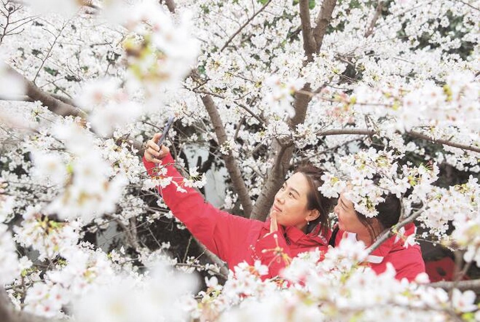 东风“樱花号”载抗疫医护武大赏樱